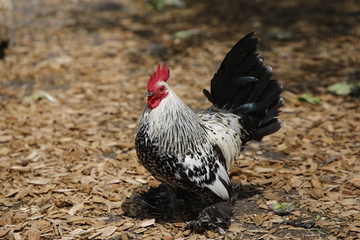 Streichelzoo, Esel, Lama, Huhn, Büffel, Stalltiere, Schwein, Bauernhof, Tierzucht, Tiergehege, Ziege, Tierpark