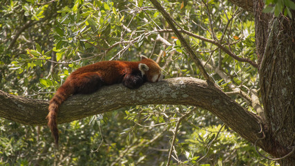 red panda