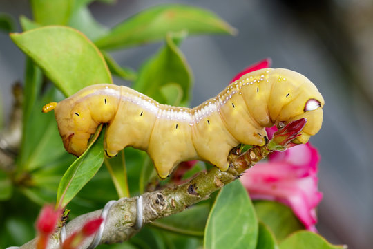 Image of Caterpillar Oleander Hawk-moth (Daphnis nerii) on nature background. Insect Animal