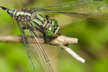 Image of green tiger skimmer dragonfly (Orthetrum sabina ) on nature background. Insect Animal