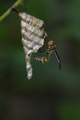 Image of a small brown paper wasp (Ropalidia revolutionalis) and wasp nest on nature background. Insect Animal
