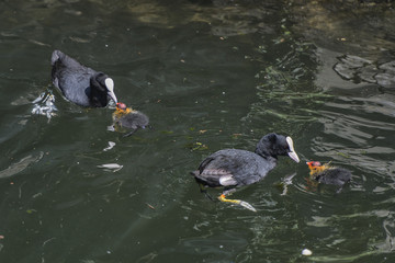 Lake Como; eurasian coots with chicks.