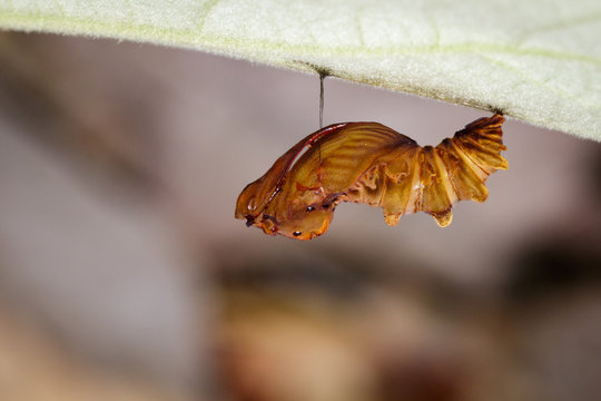 Image of Troides amphyrysus ruficollis-pupa on nature background. Insect Animal