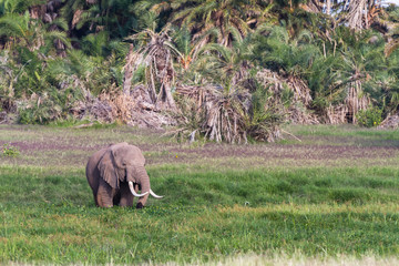 Fototapeta na wymiar Very big elephant in the swamp. Amboseli, Kenya