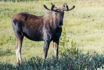 Shiras Moose of The Colorado Rocky Mountains