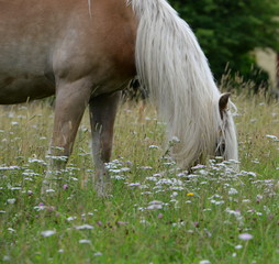 blond, Haflinger mit langer Mähne grast inmitten von Schafgarbe © Grubärin