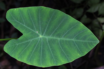 leaf