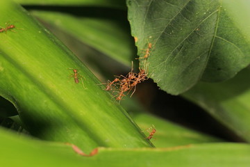 ant