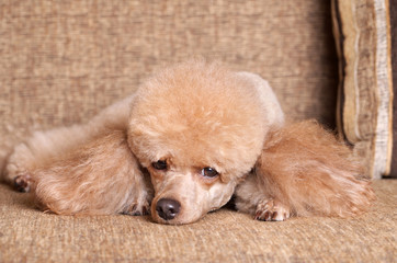 Poodle resting on sofa