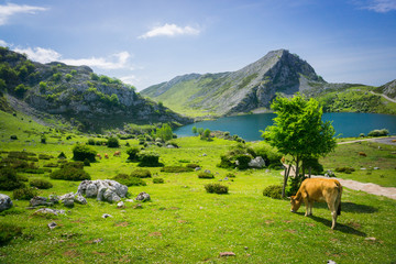Fototapeta premium Cows herding on the meadow near Covadonga lakes in Spain in summer sunny day