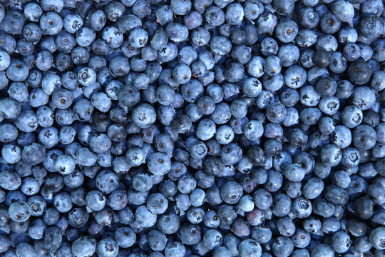 Fresh Blueberries background