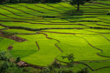 Green Terraces rice field, a beautiful natural beauty on mountain in Nan,Khun Nan  Rice Terraces, Boklua  Nan Province, Thailand