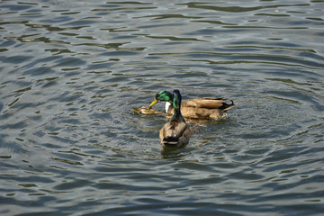 Ducks in love