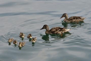Lake Como; ducks with chicks.