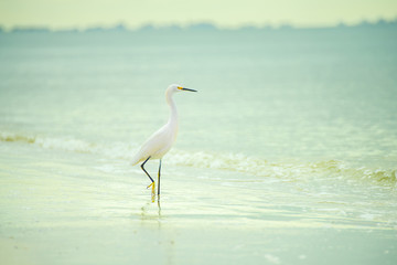 Graceful bird of a heron in the water on the shore of the ocean. USA. Florida.
