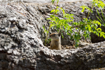 Chipmunk im Grand Teton National Park, Wyoming