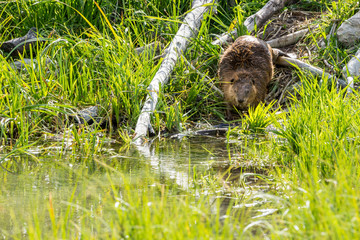 Biber am Snake River im Grand Teton National Park, Wyoming