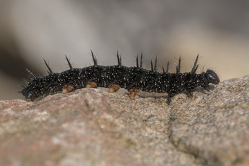 peacock caterpillar