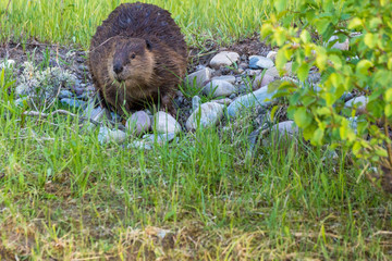 Biber am Snake River im Grand Teton National Park, Wyoming