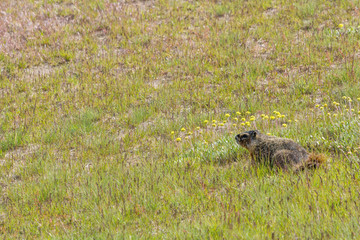 Gelbbauchmurmeltier im Yellowstone Nationalpark, Wyoming