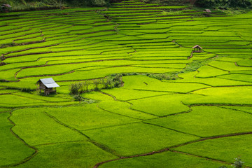 Green Terraces rice field, a beautiful natural beauty on mountain in Nan,Khun Nan  Rice Terraces, Boklua  Nan Province, Thailand