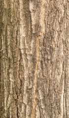 tree bark texture