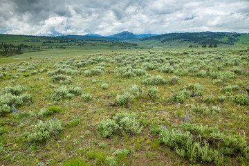 Pr&auml;rie im Yellowstone Nationalpark, Wyoming