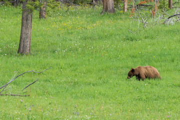 brauner Schwarzbär im Yellowstone Nationalpark, Wyoming