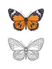 Obraz na płótnie Canvas Set of colored and outline butterfly. Stock line vector illustration. 