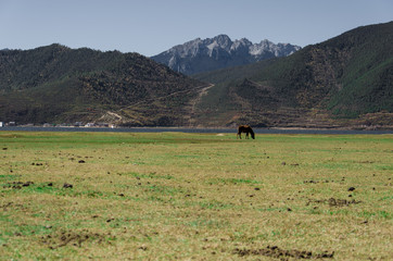 Horse on the grassland in China