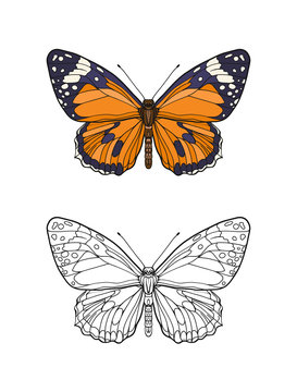Set of colored and outline butterfly.   Stock line vector illustration. 