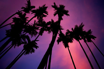 Tropical blur background of silhouette palm trees against twilight sky.