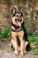 Beautiful German Shepherd Dog Sit In Green Grass. Alsatian Wolf Dog Or German Shepherd Dog On Green Grass