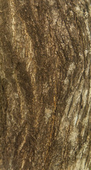 tree bark