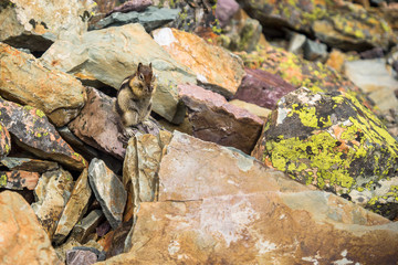 Streifenhörnchen im Glacier National Park, Montana