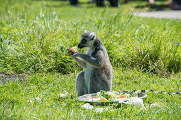 Ringtailed lemur at feeding time in a wildlife park