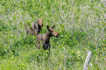 junge Elche im Glacier National Park, Montana