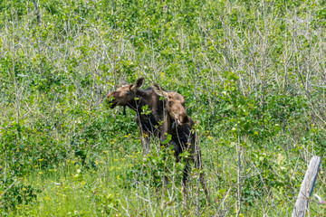 junge Elche im Glacier National Park, Montana