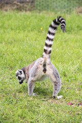 Rear view of lemur