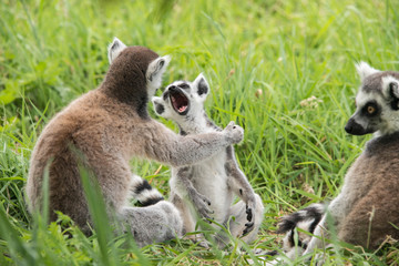 A young ring tailed lemur yawning © annapimages