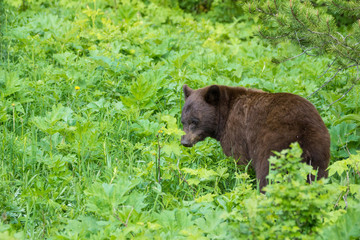 Naklejka premium Brauner Schwarzbär im Waterton Lakes Nationalpark, Alberta, Kanada