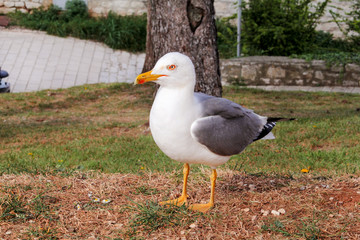 Seagull resting on dock. Seagull standing on the grass and rest with a beautiful natural environment in the background. Seagull close shot and posing of the camera.