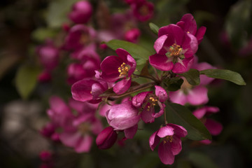 flowers-red-purple-beauty-colorful-darkgreen-bush