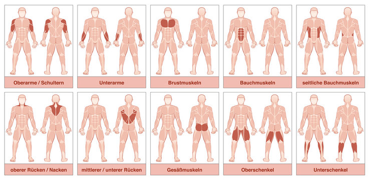 Muscle chart with german names - male body with the largest human muscles, divided into ten labeled cards with names and appropriate highlighted muscle groups - isolated vector illustration on white.