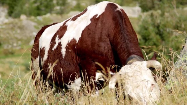 Mucca pezzata rossa al pascolo in montagna