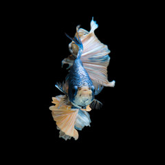 blue betta