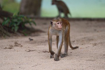 Macaque