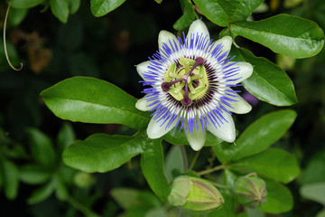 A Passion Flower ( Passiflora caerulea )