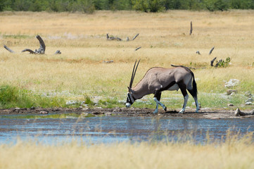 Oryx