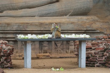 Monkey eating flower